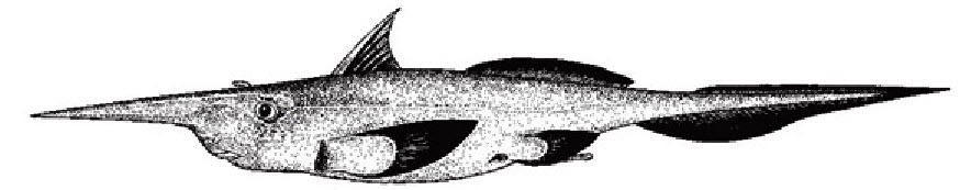Rhinochimaera atlántica_02.jpg